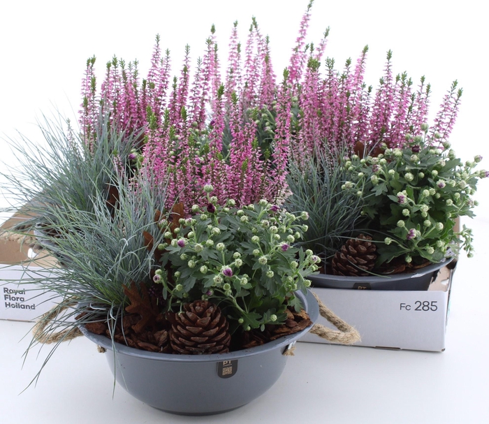 <h4>ARR TUINPLANTEN</h4>