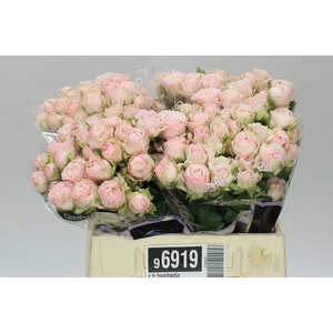Rosa Tr Bombastic