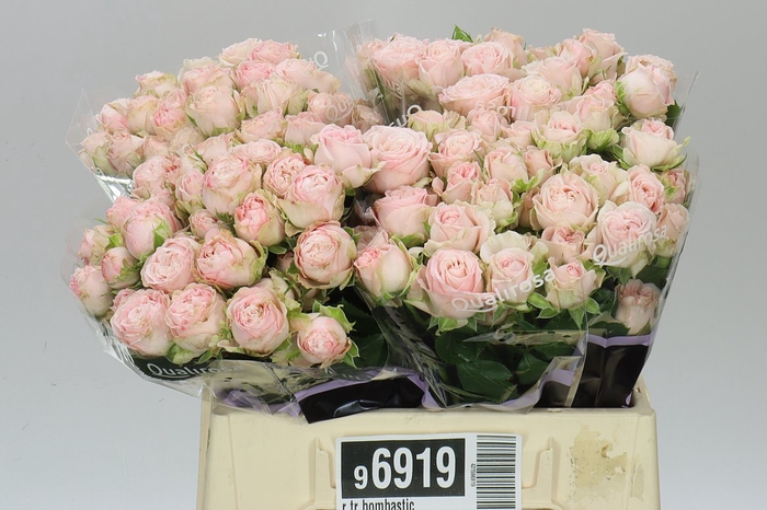 <h4>Rosa Tr Bombastic</h4>