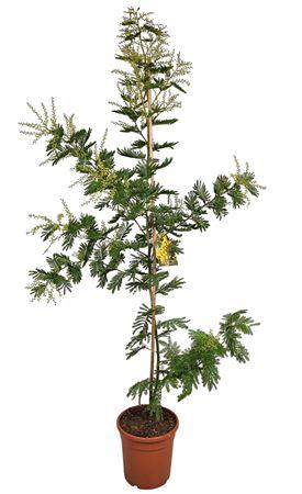 <h4>Acacia Mimosa Daelbata On Stick</h4>