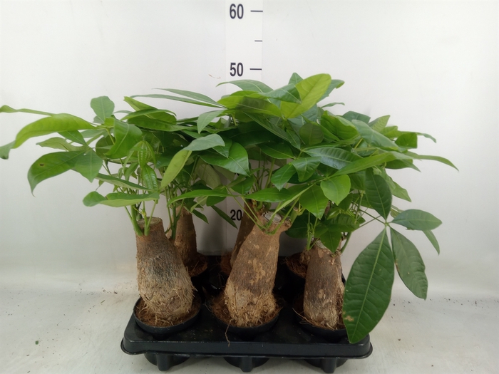 <h4>Pachira aquatica</h4>