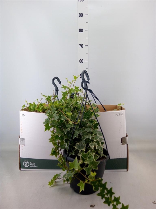 <h4>Hedera helix   ...mix varie white</h4>