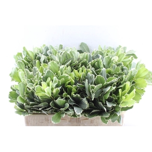 Pittosporum Ilan