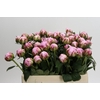 Paeonia Sarah Bernhardt