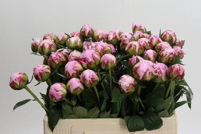 <h4>Paeonia Sarah Bernhardt</h4>