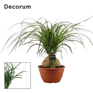 Nolina recurvata