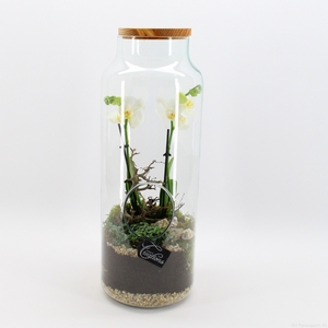 PHAL-2418W Phalaenopsis creatie terrarium