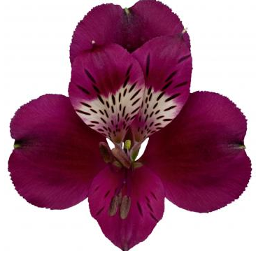 <h4>Alstr Pompeii Purple 60cm EC</h4>