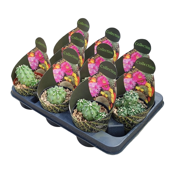 <h4>ECHINOCEREUS TRIGLOCHIDIATUS V. MOJAVENSIS INERMIS - POT Ø 10,5 - COLLECTION WITH POTCOVER (CACTUS)</h4>