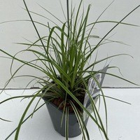 Carex 'Evercream' P17 (2ltr)