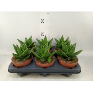 Aloe perfoliata