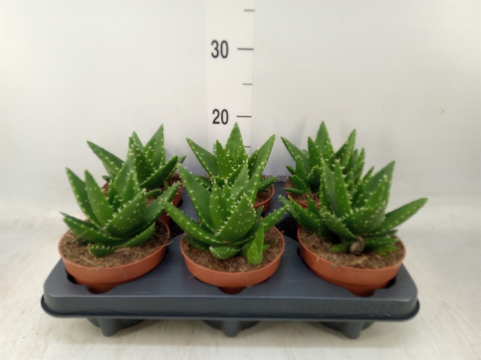 <h4>Aloe perfoliata</h4>