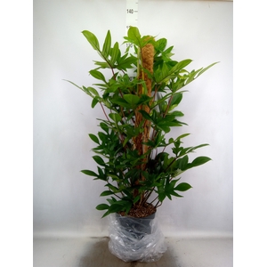 Philodendron pedatum