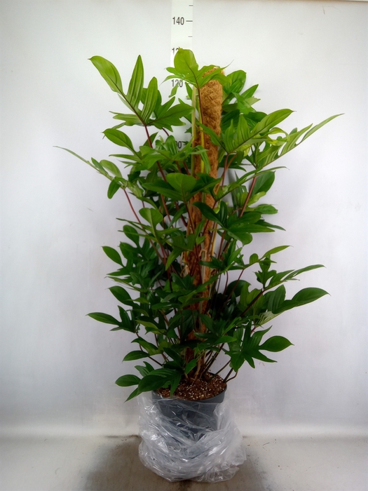 <h4>Philodendron pedatum</h4>