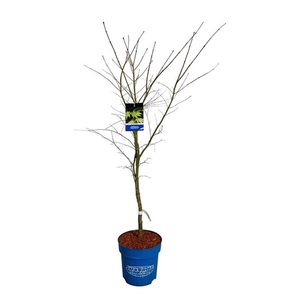 Acer Arctic Jade ®