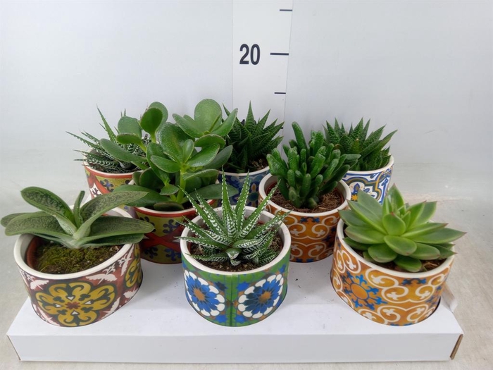 <h4>Succulents   ...</h4>