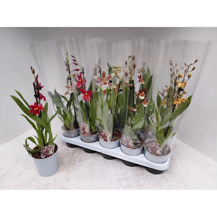 <h4>Cambria mixed (Cites) 12Ø 45cm 1st</h4>