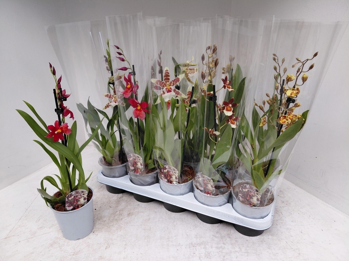 Cambria mixed (Cites) 12Ø 45cm 1st