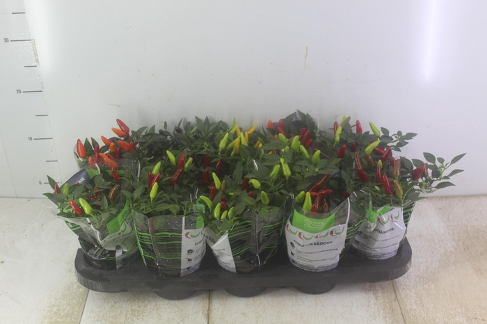 <h4>PIMENTA P11</h4>