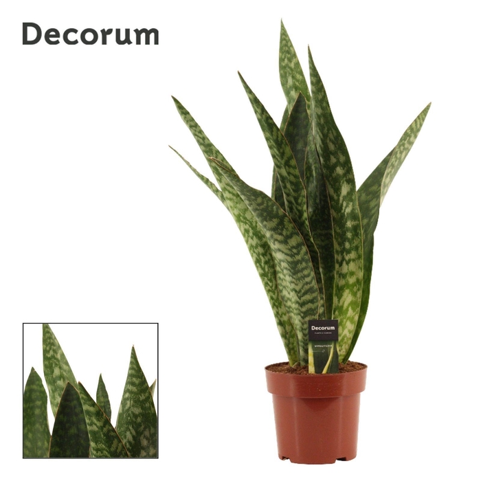 <h4>Sansevieria Jamaiquina Regular 17 cm (Decorum)</h4>