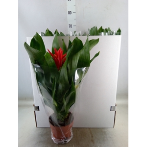 Aechmea  'Rozanne Elegant Red'