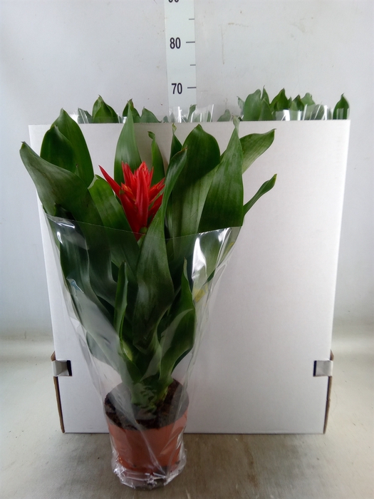 <h4>Aechmea  'Rozanne Elegant Red'</h4>