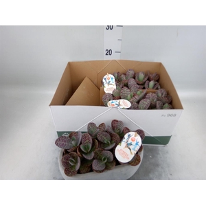 Kalanchoe humilis 'Surpris Desert'