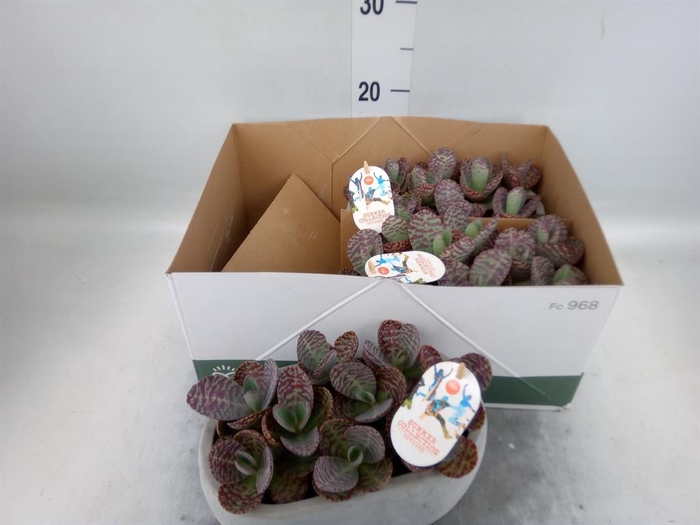 <h4>Kalanchoe humilis 'Surpris Desert'</h4>
