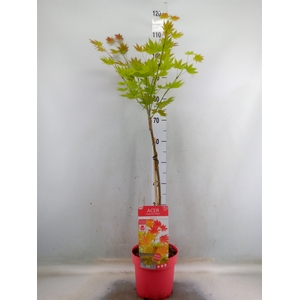 Acer shirasawanum