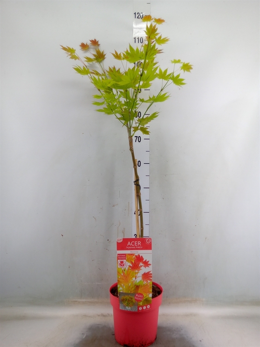 <h4>Acer shirasawanum</h4>