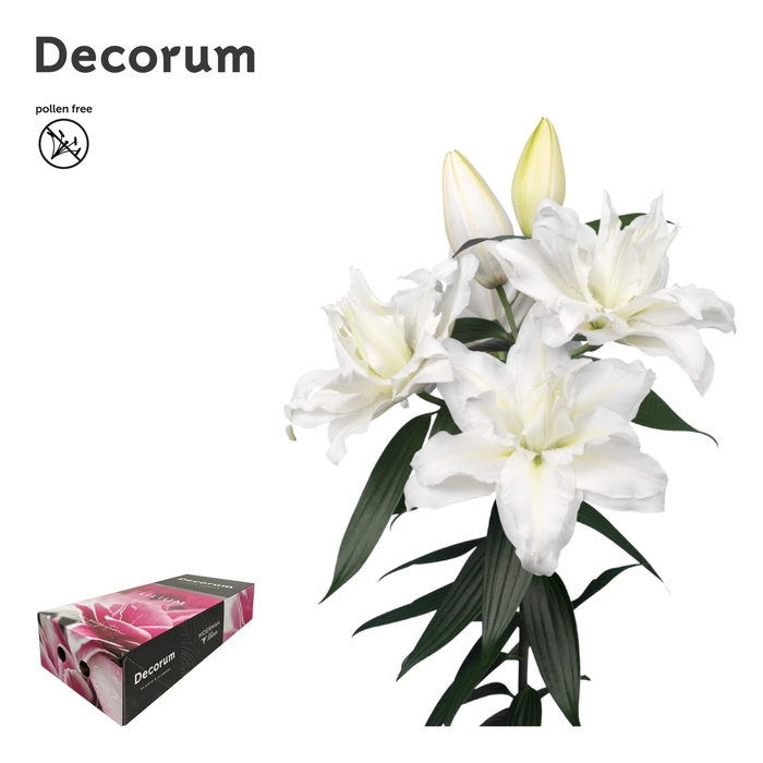 <h4>LI ROSELILY JACINTHA 5+ XL Decorum Box</h4>