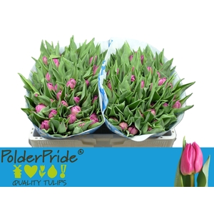 TU DU DOUBLE PRINCES