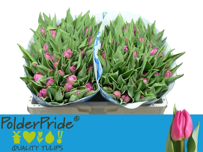 <h4>TU DU DOUBLE PRINCES</h4>