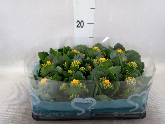 <h4>Kalanchoe blos.   ..</h4>