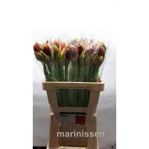 AMARYLLIS FERRARI AQUA