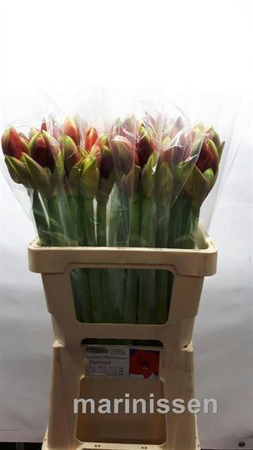 <h4>AMARYLLIS FERRARI AQUA</h4>