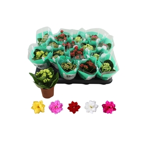 KAL GE RO GEM 5 KL