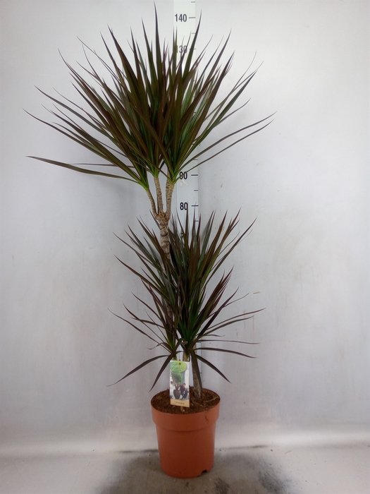 <h4>Dracaena marg. 'Magenta'</h4>