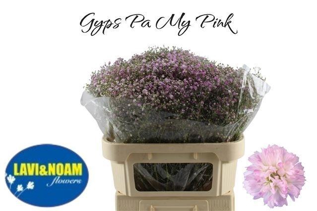<h4>Gyps Pa My Pink</h4>