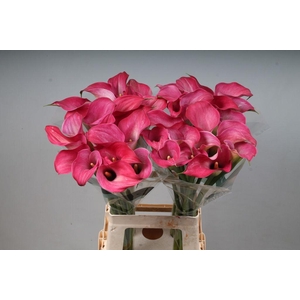 Zantedeschia captain romance