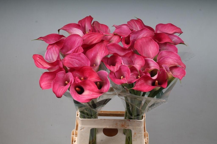 <h4>Zantedeschia captain romance</h4>
