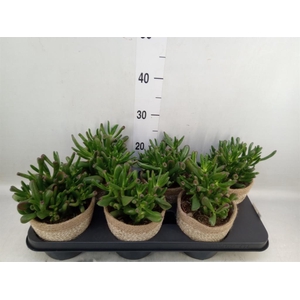 Crassula ovata 'Hobbit'