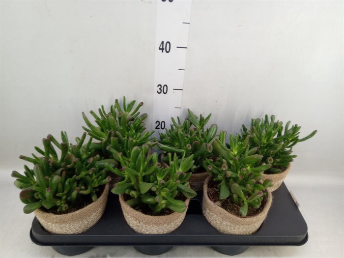 <h4>Crassula ovata 'Hobbit'</h4>