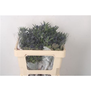 Eryngium Mag Blue Lagoon