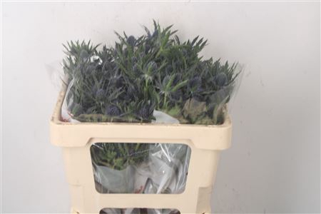 <h4>Eryngium Mag Blue Lagoon</h4>
