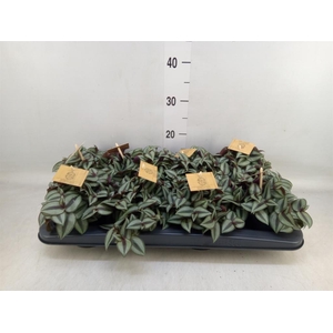 Tradescantia zebr. 'Purpusii'