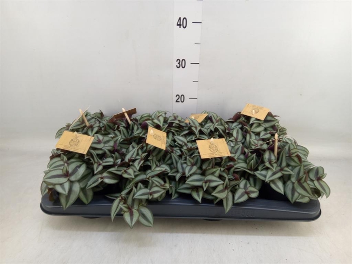 <h4>Tradescantia zebr. 'Purpusii'</h4>