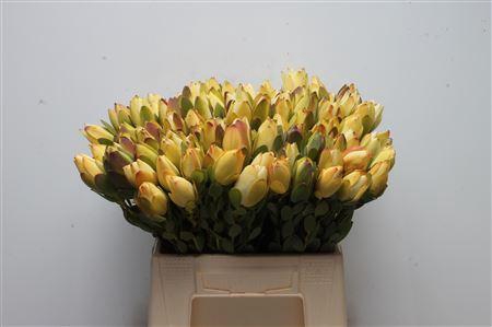 <h4>Leucad Discolor Yellow</h4>