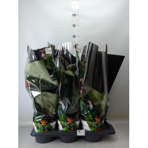 Anthurium clarinervium