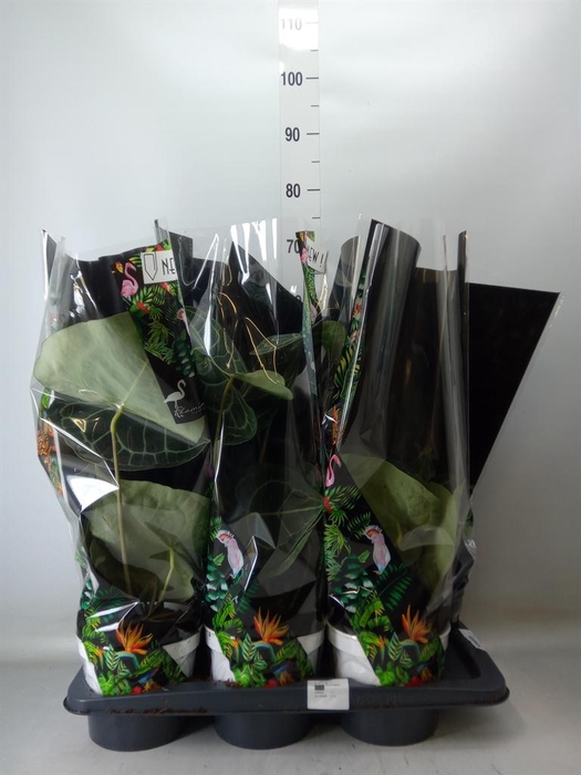 <h4>Anthurium clarinervium</h4>